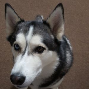 Meet your Posher, Kumarie